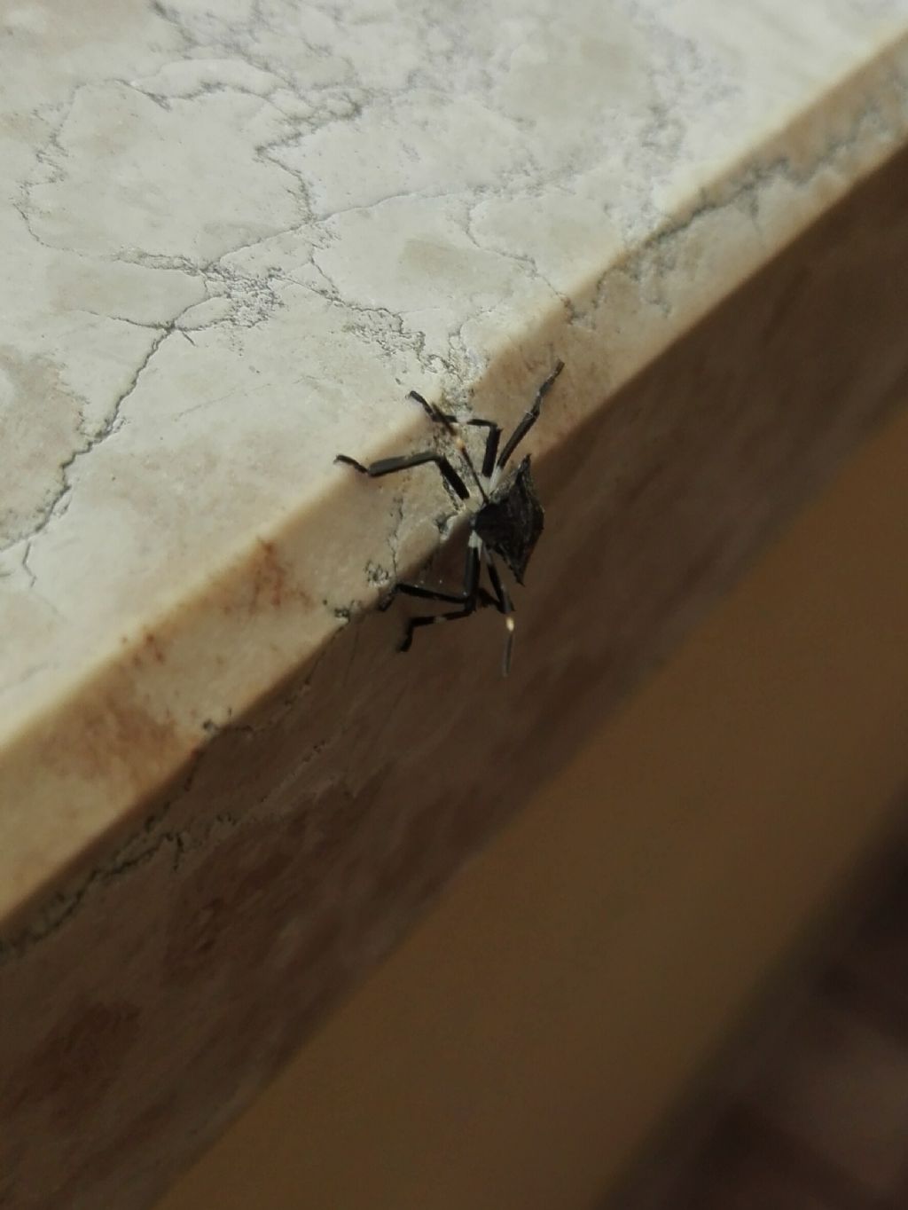 Pentatomidae: neanide di Halyomorpha halys